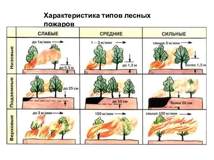 Характеристика типов лесных пожаров