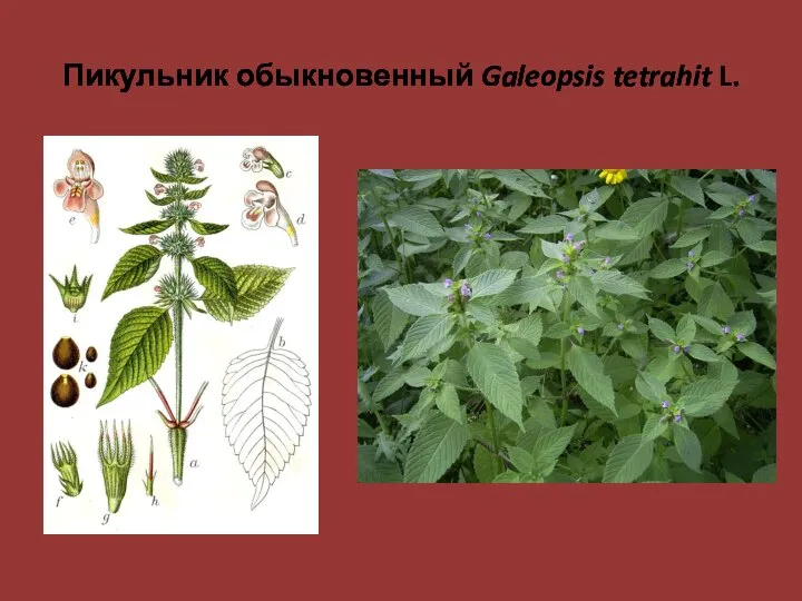 Пикульник обыкновенный Galeopsis tetrahit L.