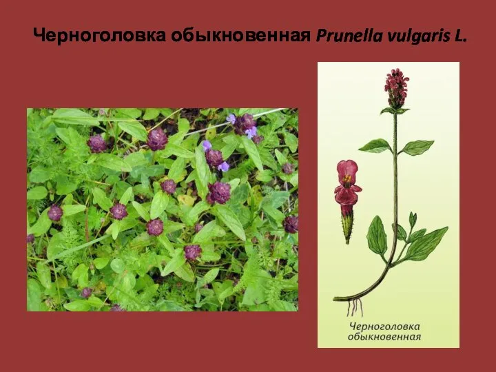 Черноголовка обыкновенная Prunella vulgaris L.