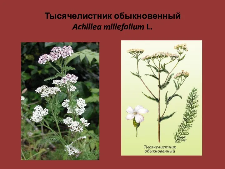 Тысячелистник обыкновенный Achillea millefolium L.