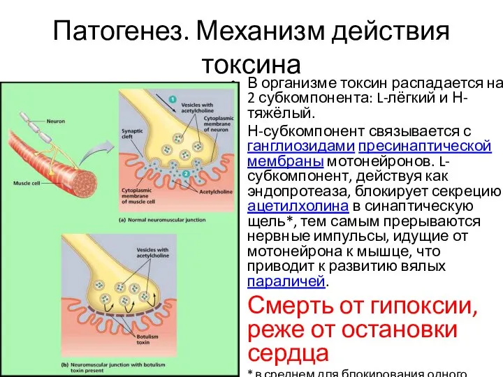 Патогенез. Механизм действия токсина В организме токсин распадается на 2 субкомпонента: