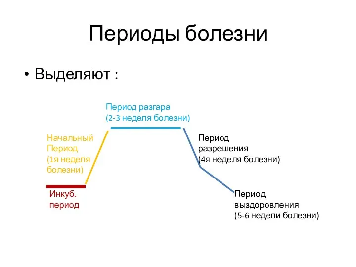 Периоды болезни Выделяют : Инкуб. период Начальный Период (1я неделя болезни)