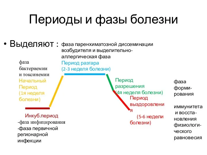 Периоды и фазы болезни Выделяют : Инкуб.период -фаза инфицирования -фаза первичной