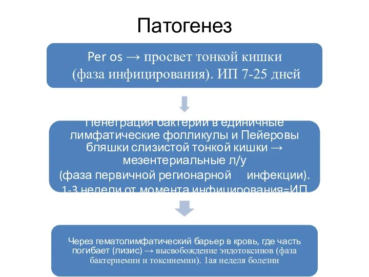 Патогенез Per os → просвет тонкой кишки (фаза инфицирования). ИП 7-25