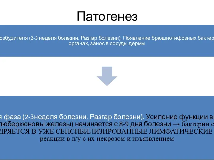 Патогенез Фаза паренхиматозной диссеминации возбудителя (2-3 неделя болезни. Разгар болезни). Появление