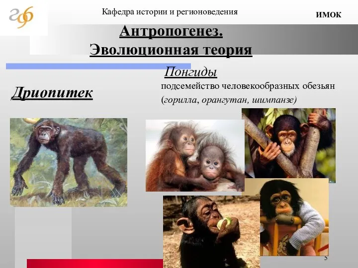 Антропогенез. Эволюционная теория Дриопитек Кафедра истории и регионоведения ИМОК Понгиды подсемейство человекообразных обезьян (горилла, орангутан, шимпанзе)