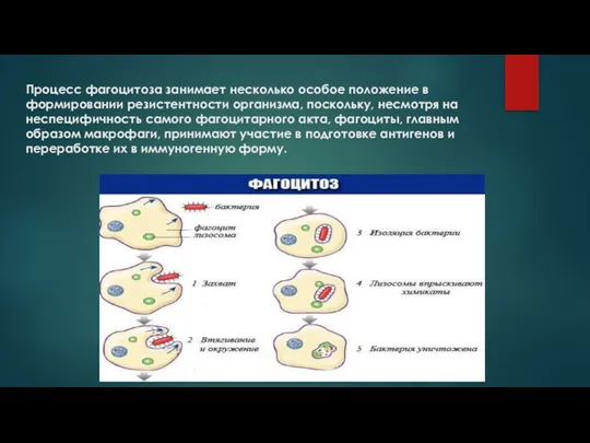 Процесс фагоцитоза занимает несколько особое положение в формировании резистентности организма, поскольку,