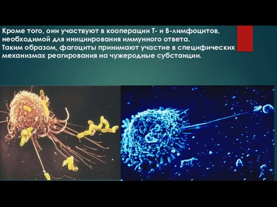 Кроме того, они участвуют в кооперации Т- и В-лимфоцитов, необходимой для