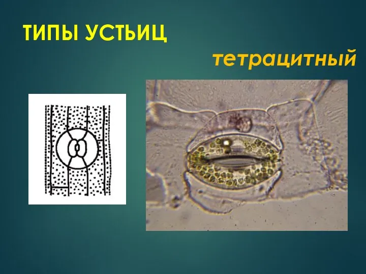 ТИПЫ УСТЬИЦ тетрацитный