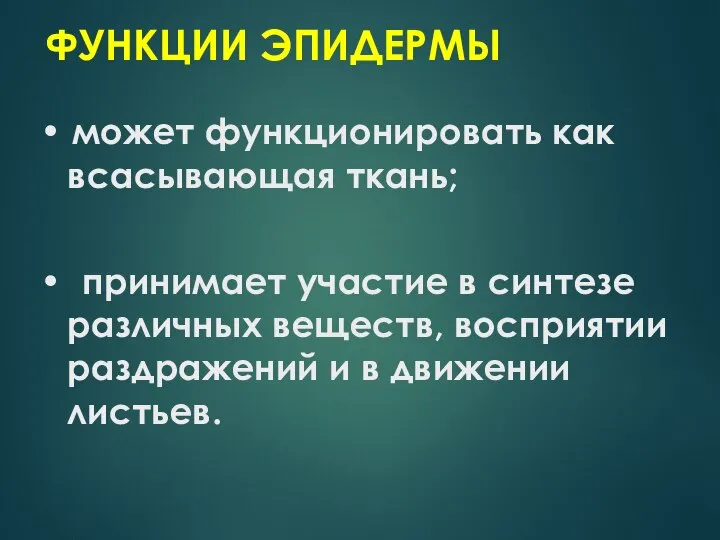 ФУНКЦИИ ЭПИДЕРМЫ • может функционировать как всасывающая ткань; • принимает участие