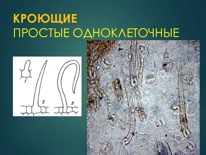 КРОЮЩИЕ ПРОСТЫЕ ОДНОКЛЕТОЧНЫЕ