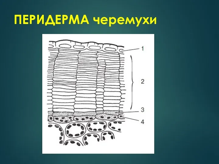 ПЕРИДЕРМА черемухи