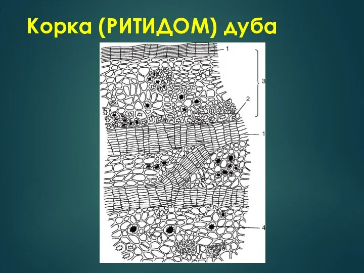 Корка (РИТИДОМ) дуба