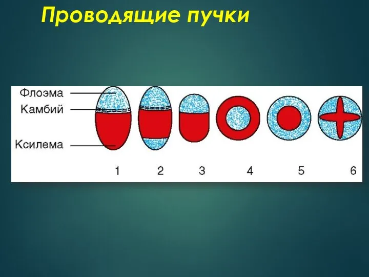 Проводящие пучки