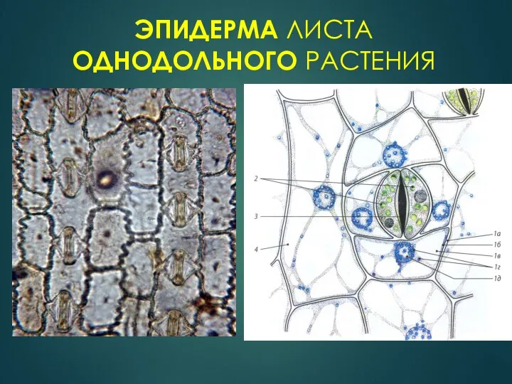 ЭПИДЕРМА ЛИСТА ОДНОДОЛЬНОГО РАСТЕНИЯ