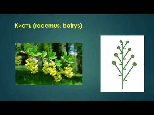 Кисть (racemus, botrys)