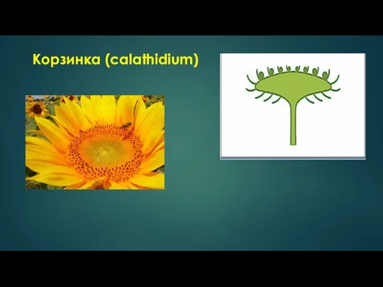 Корзинка (calathidium)