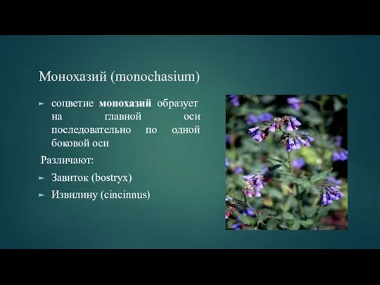 Монохазий (monochasium) соцветие монохазий образует на главной оси последовательно по одной