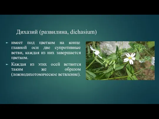 Дихазий (развилина, dichasium) имеет под цветком на конце главной оси две