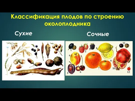 Классификация плодов по строению околоплодника Сухие Сочные