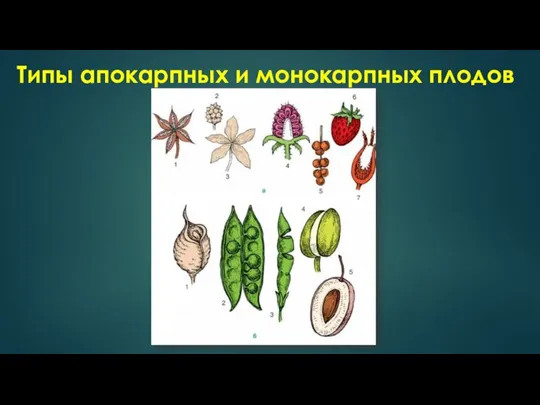 Типы апокарпных и монокарпных плодов