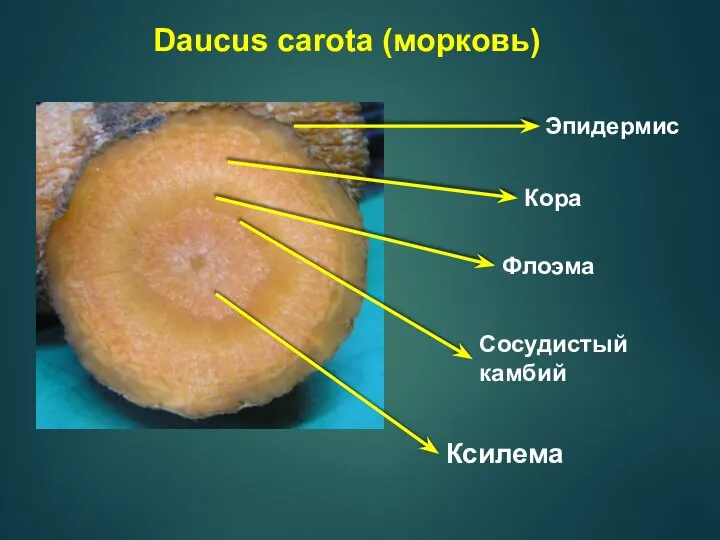 Daucus carota (морковь) Ксилема Сосудистый камбий Флоэма Кора Эпидермис