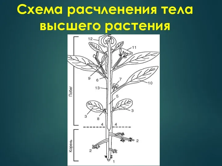 Схема расчленения тела высшего растения