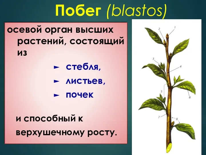 Побег (blastos) осевой орган высших растений, состоящий из стебля, листьев, почек и способный к верхушечному росту.