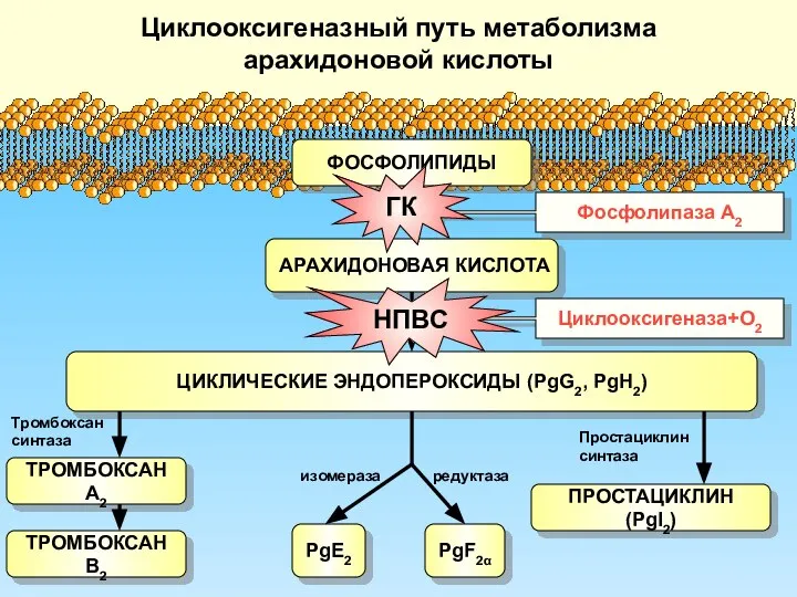 Циклооксигеназный путь метаболизма арахидоновой кислоты ЦИКЛИЧЕСКИЕ ЭНДОПЕРОКСИДЫ (PgG2, PgH2) ФОСФОЛИПИДЫ АРАХИДОНОВАЯ