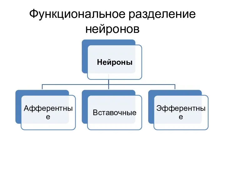 Функциональное разделение нейронов