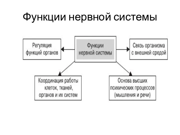 Функции нервной системы