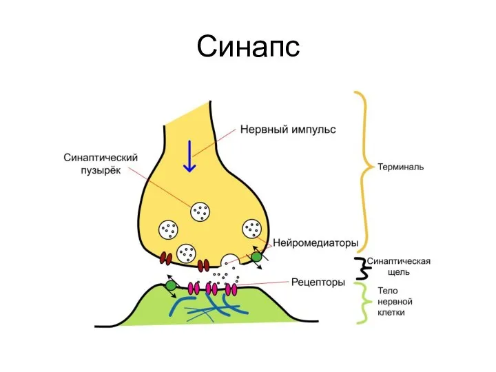 Синапс