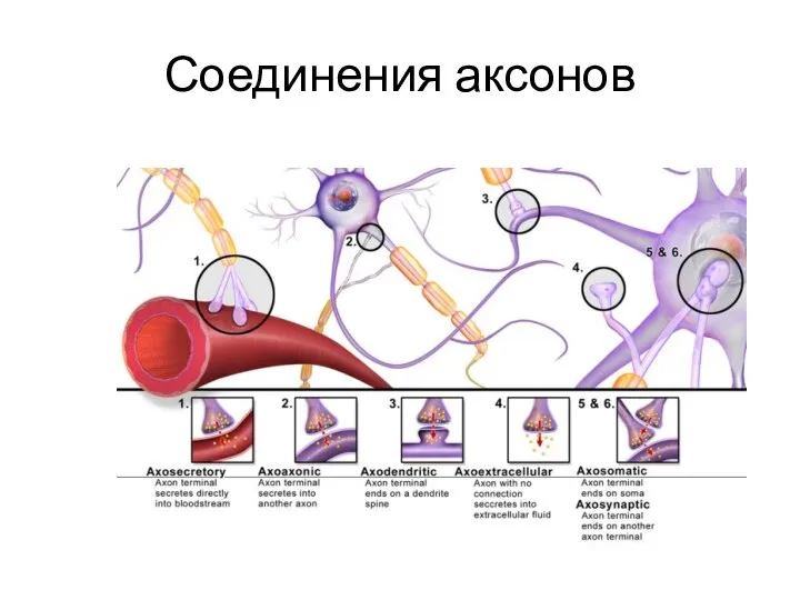 Соединения аксонов