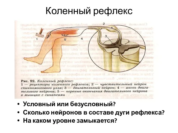 Коленный рефлекс Условный или безусловный? Сколько нейронов в составе дуги рефлекса? На каком уровне замыкается?