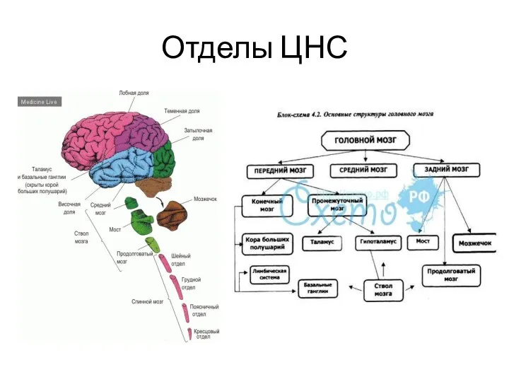 Отделы ЦНС