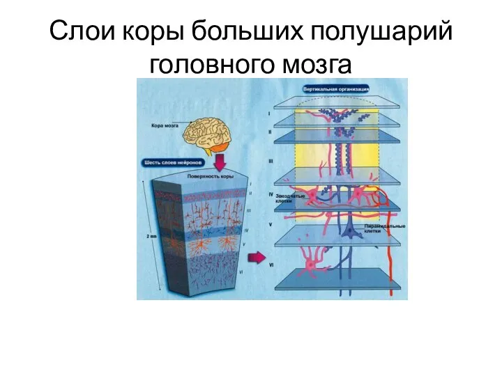 Слои коры больших полушарий головного мозга