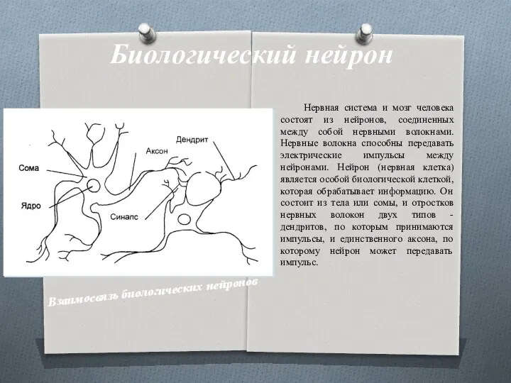 Нервная система и мозг человека состоят из нейронов, соединенных между собой