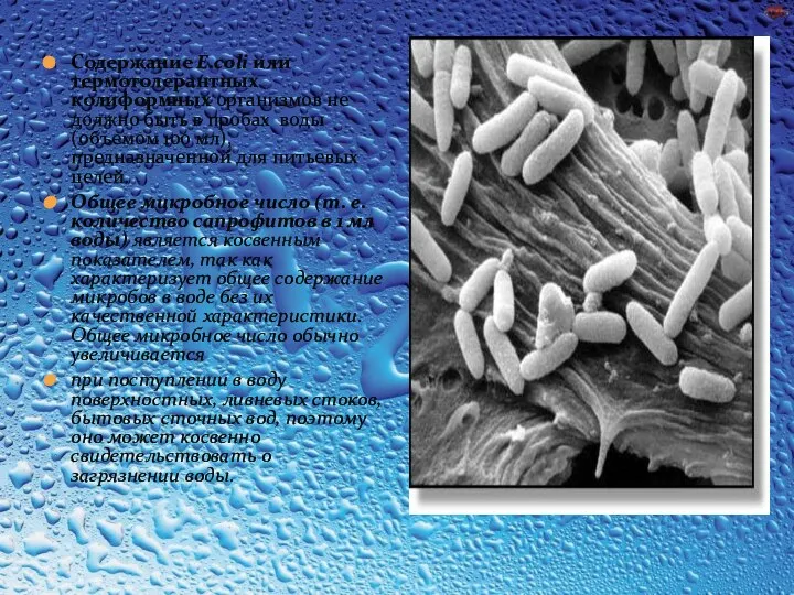 Содержание E.coli или термотолерантных колиформных организмов не должно быть в пробах