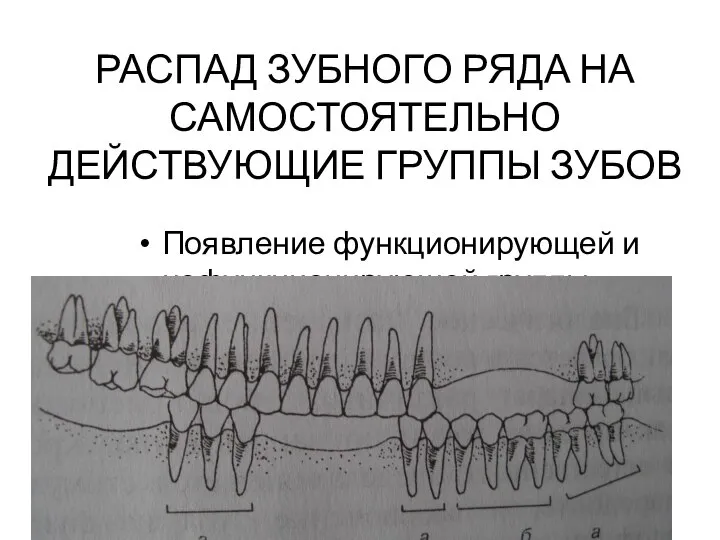 РАСПАД ЗУБНОГО РЯДА НА САМОСТОЯТЕЛЬНО ДЕЙСТВУЮЩИЕ ГРУППЫ ЗУБОВ Появление функционирующей и нефункционирующей группы