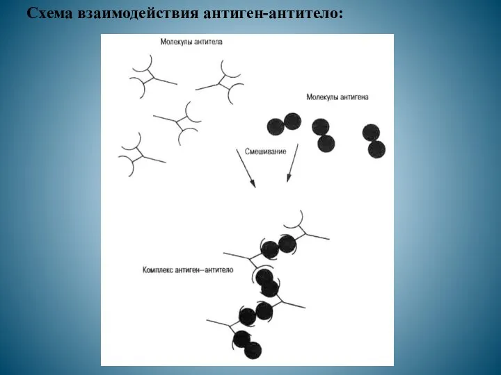 Схема взаимодействия антиген-антитело: