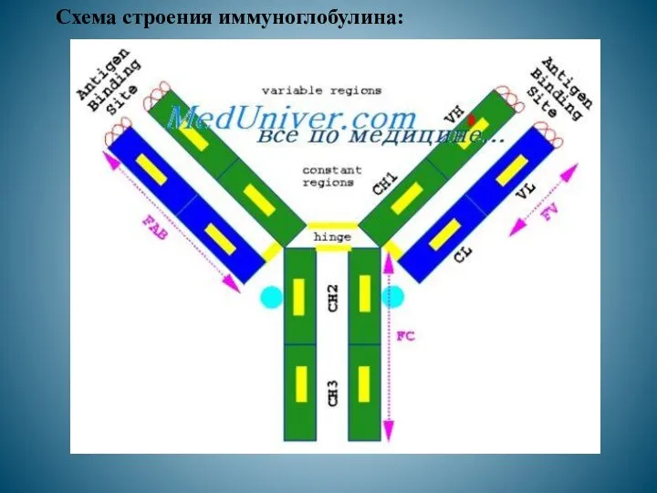 Схема строения иммуноглобулина: