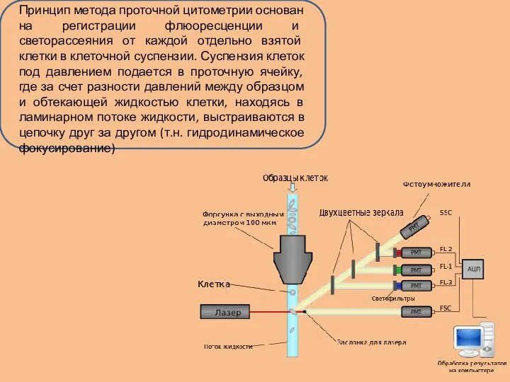 Принцип метода проточной цитометрии основан на регистрации флюоресценции и светорассеяния от