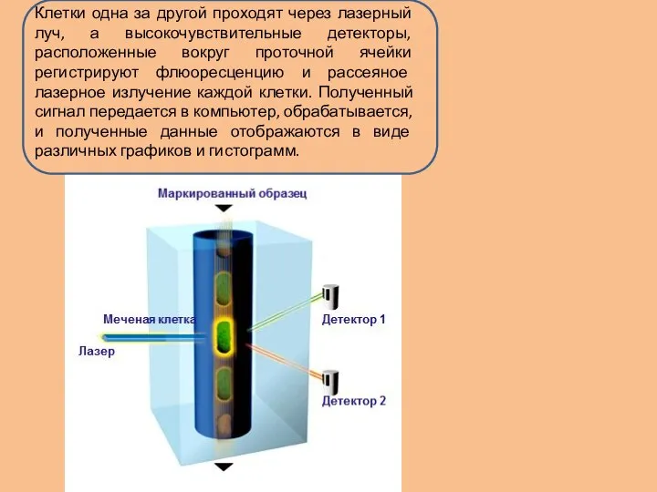 Клетки одна за другой проходят через лазерный луч, а высокочувствительные детекторы,