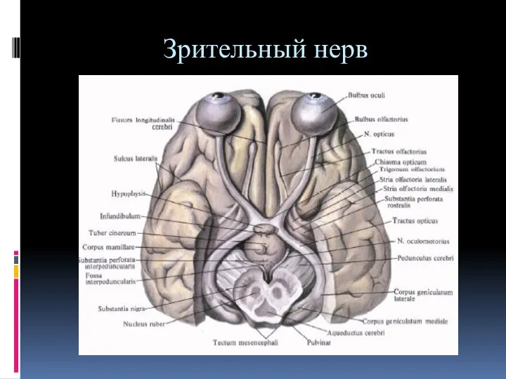 Зрительный нерв