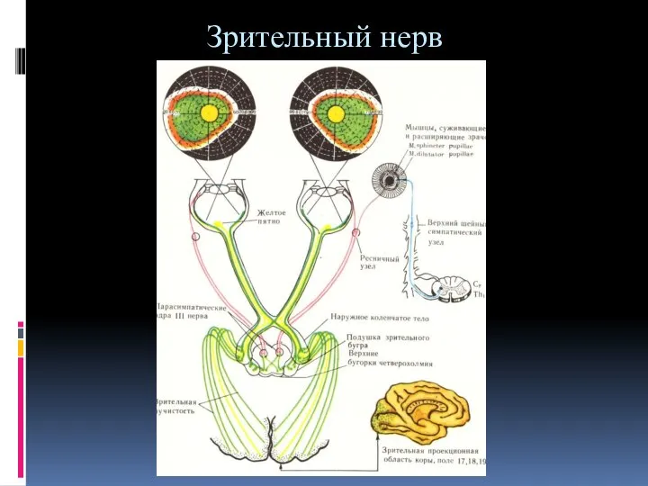 Зрительный нерв