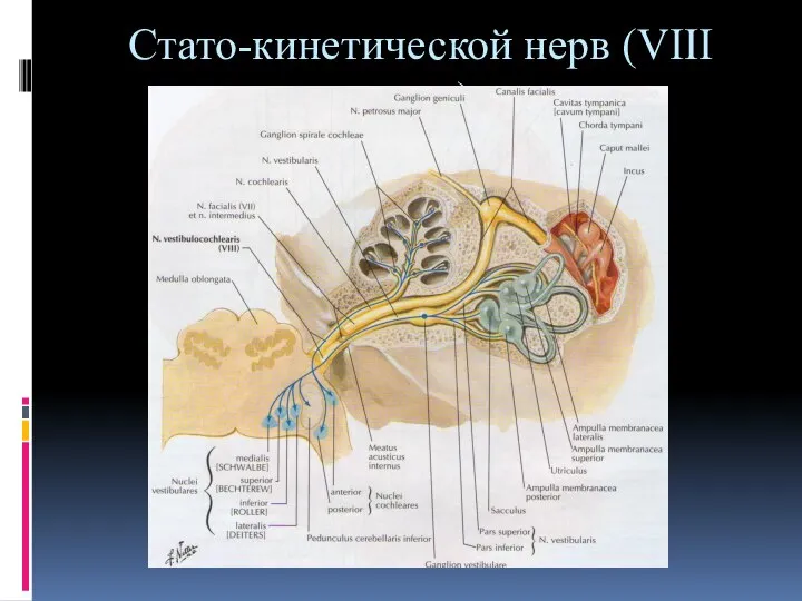 Стато-кинетической нерв (VIII пара)