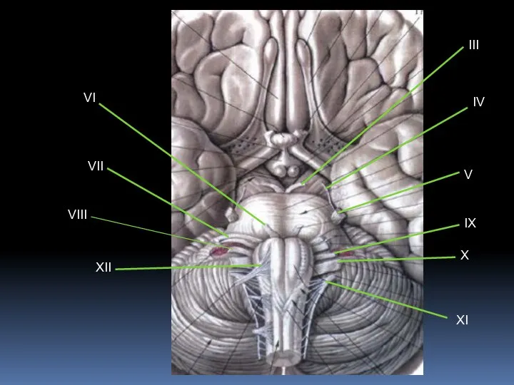 XII XI X IX V VII VIII VI III IV