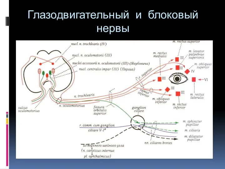 Глазодвигательный и блоковый нервы