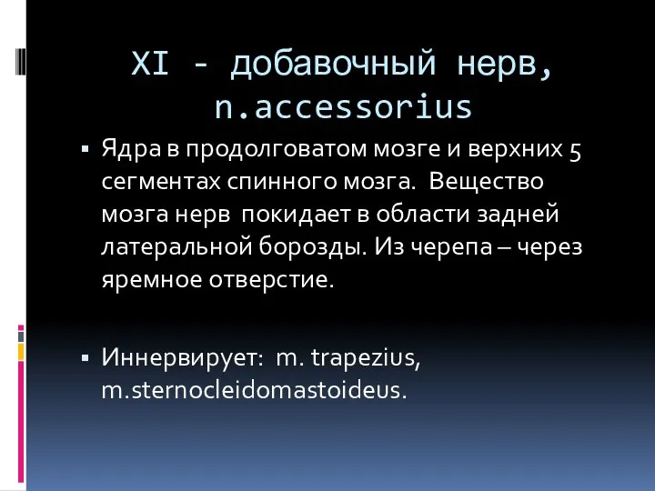 XI - добавочный нерв, n.accessorius Ядра в продолговатом мозге и верхних