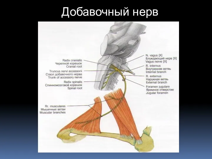 Добавочный нерв